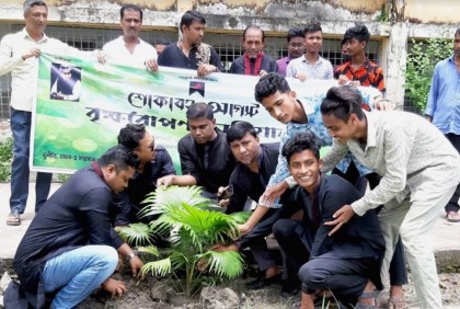 শোকাবহ আগস্টে লক্ষ্মীপুরে তাল গাছের চারা রোপণ