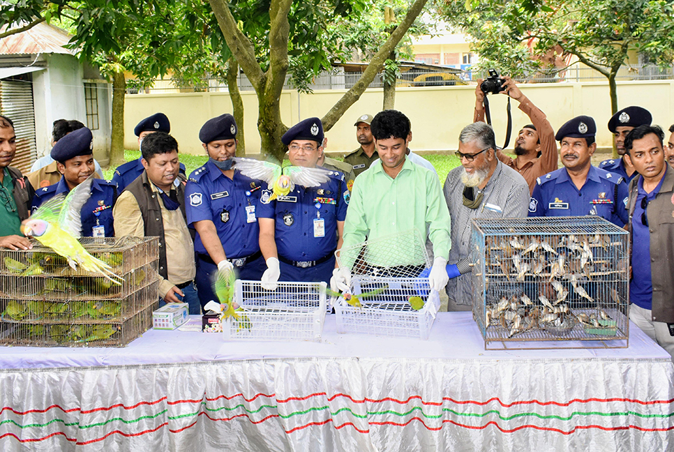 বগুড়ায় উদ্ধারের পর মুক্ত করা হলো ৩১৪টি পাখি