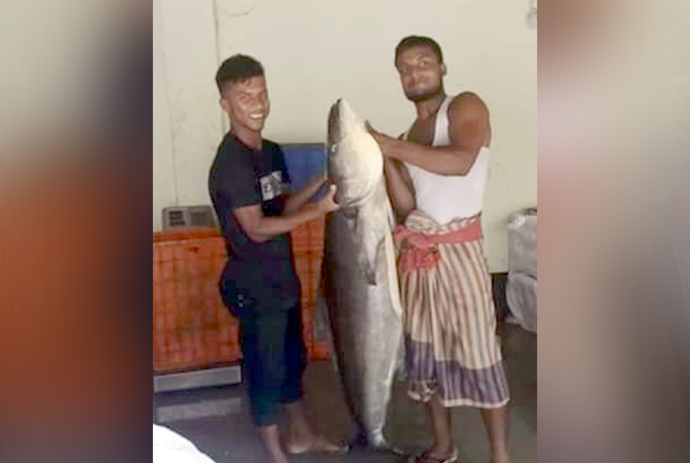 জেলের জালে ধরা পড়ল ৬০ কেজির সামুদ্রিক শোল