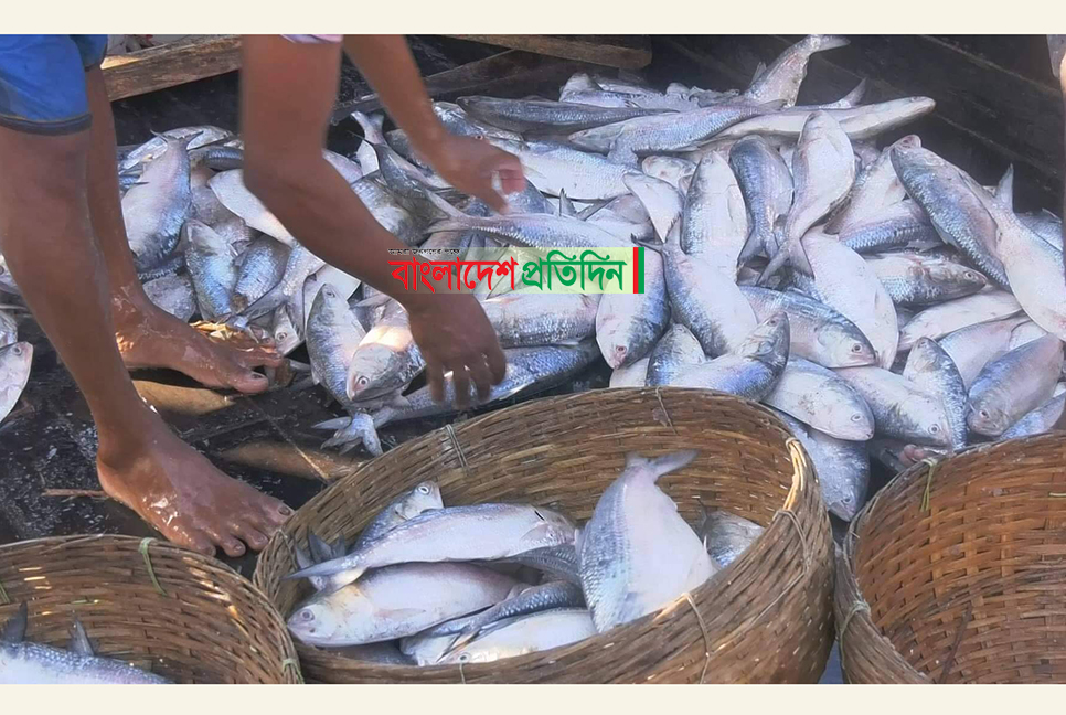 বঙ্গোপসাগরে এক ট্রলারে ৭৫ মণ ইলিশ!

