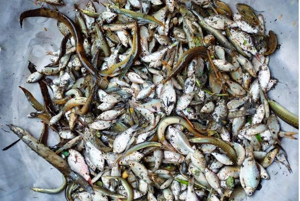 মাছ ভেসে উঠছে মাথাভাঙ্গা নদীতে