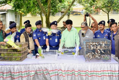 বগুড়ায় উদ্ধারের পর মুক্ত করা হলো ৩১৪টি পাখি