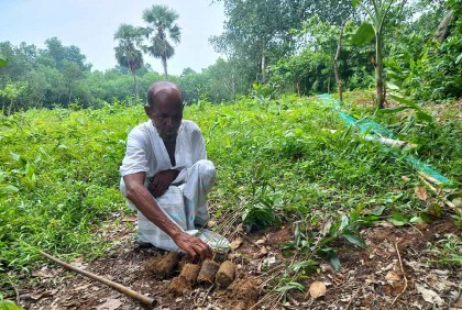 গাছের সাথে এ কেমন শত্রুতা