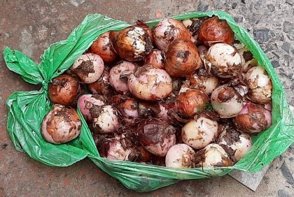 টিসিবিতে পচা পিয়াজ দেওয়ার অভিযোগ