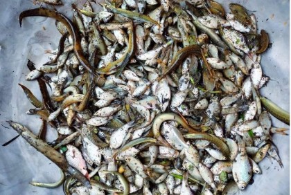 মাছ ভেসে উঠছে মাথাভাঙ্গা নদীতে