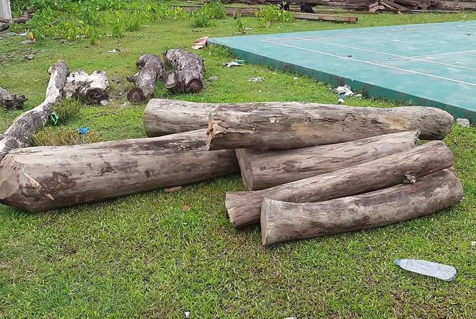 ইউপি সদস্যের বিরুদ্ধে বন বিভাগের গাছ কাটার অভিযোগ