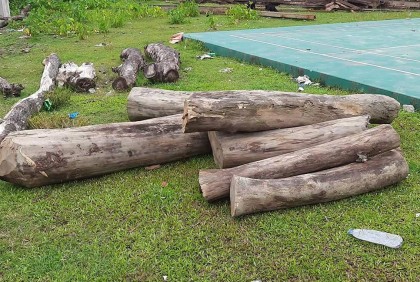 ইউপি সদস্যের বিরুদ্ধে বন বিভাগের গাছ কাটার অভিযোগ