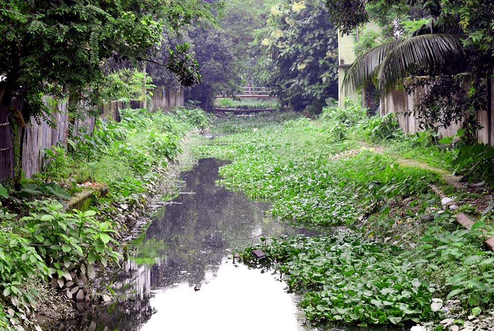 শ্যামাসুন্দরী এখন মশা উৎপাদনের কারখানা