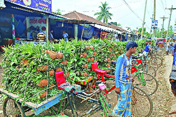 বিষমুক্ত আনারস চাষ