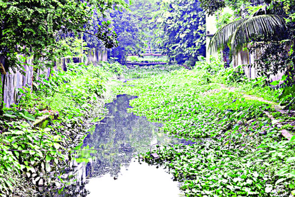 শ্যামাসুন্দরী এখন মশা উৎপাদনের কারখানা