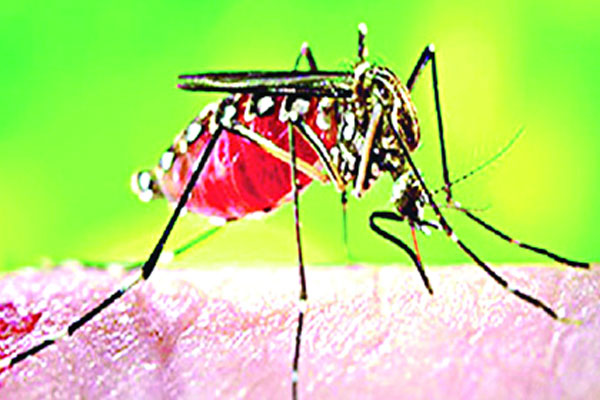 সিলেটে ডেঙ্গু নিয়ে আতঙ্ক