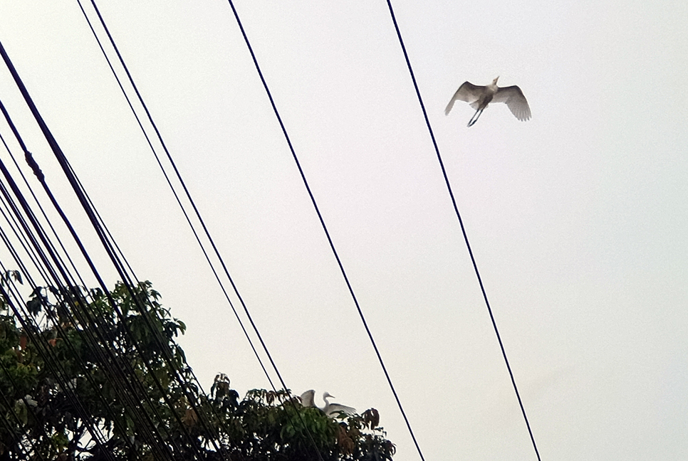আম গাছে বক-পানকৌড়ির নিরাপদ আবাস