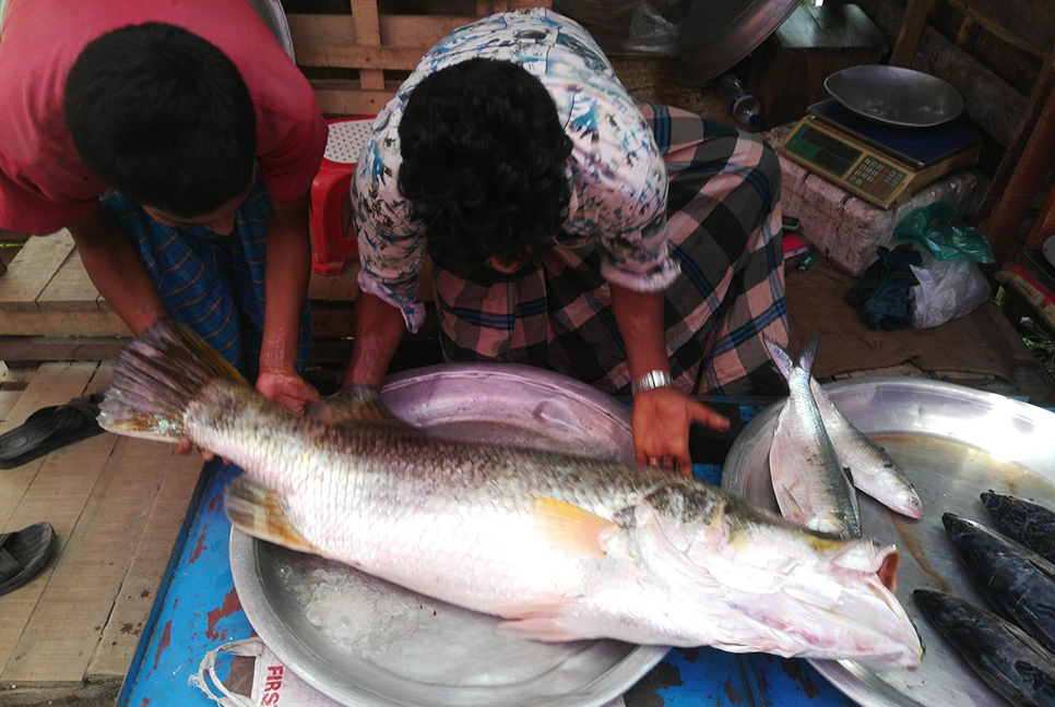 জেলের বড়শিতে আটকা ২৪ কেজির কোরাল