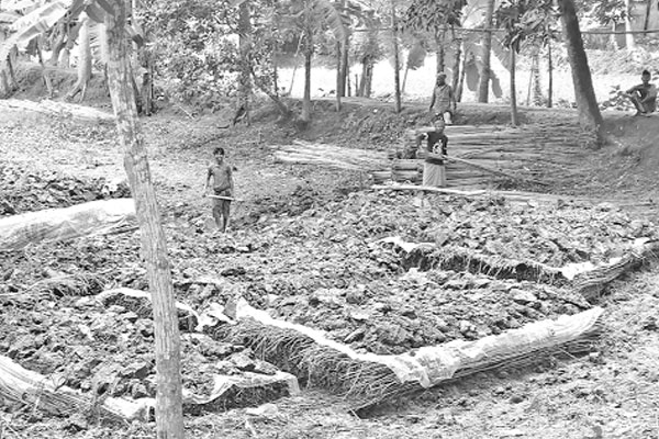 পানি নেই, মাটিচাপা দেওয়া হচ্ছে পাট