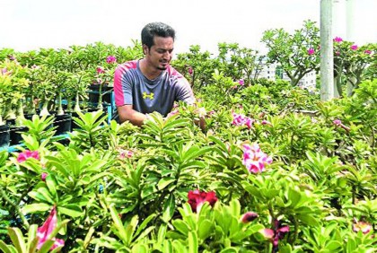 ছাদবাগানে মরুর গোলাপ 