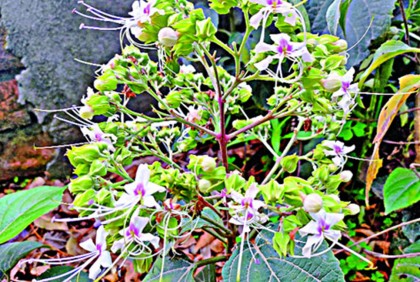ক্যাম্পাসে সৌন্দর্য ছড়াচ্ছে বনজুঁই
