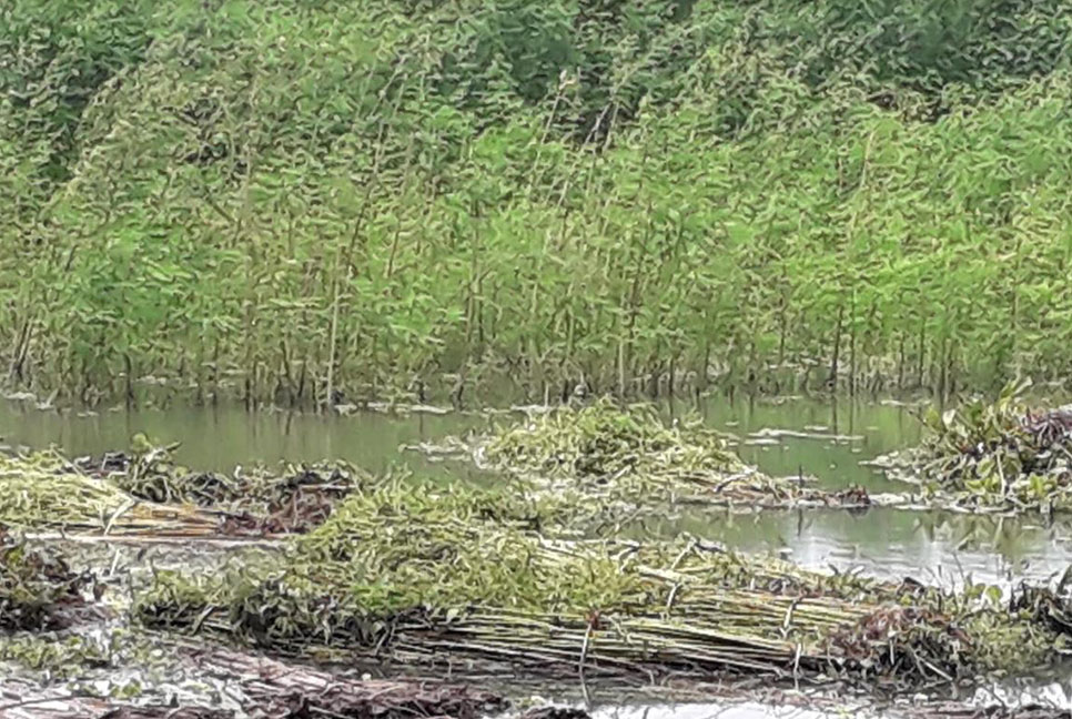 চাঁদপুরে পাট জাগে হিমশিম খাচ্ছেন কৃষক