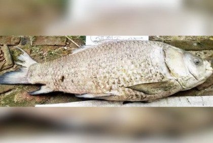 হালদা নদীতে মিলল ১০ কেজির মৃত কাতল