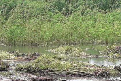 চাঁদপুরে পাট জাগে হিমশিম খাচ্ছেন কৃষক