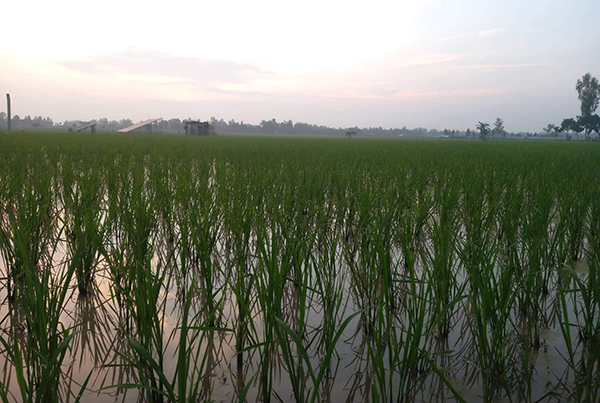 দিনাজপুরের ফসলের মাঠ আবারও সবুজের সমারোহ 
