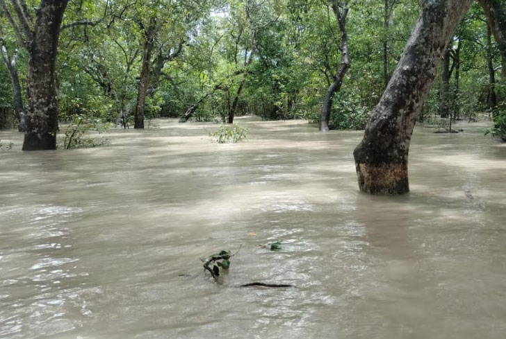 
পানিতে তলিয়ে গেছে সুন্দরবন