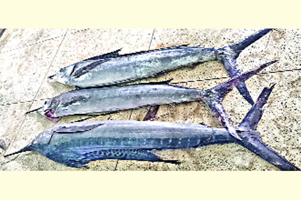কুয়াকাটায় জালে ধরা পড়ল চারটি সেইল ফিশ