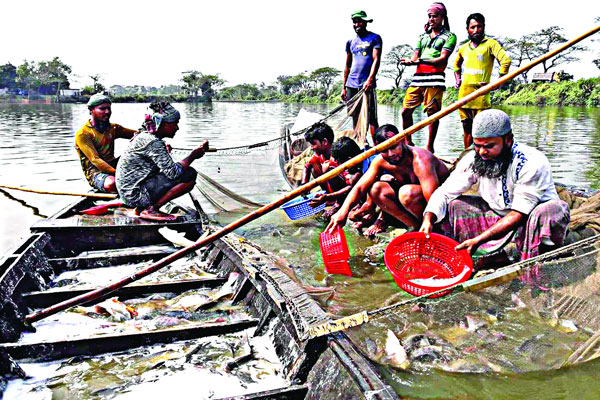প্লাবিত ধানের জমিতে আড়াই হাজার কোটি টাকার মাছ