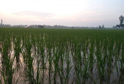 দিনাজপুরের ফসলের মাঠ আবারও সবুজের সমারোহ 