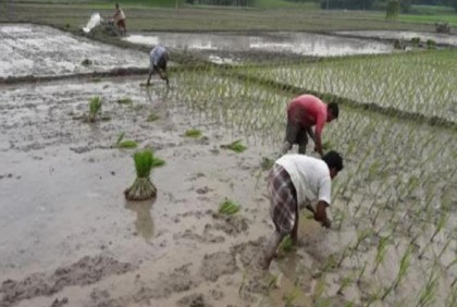 চাঁপাইনবাবগঞ্জে বৃষ্টিতে স্বস্তি ফিরেছে আমন চাষে 
