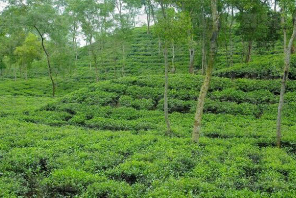 দেশব্যাপী সব চা বাগানে অনির্দিষ্টকালের ধর্মঘটের ডাক
