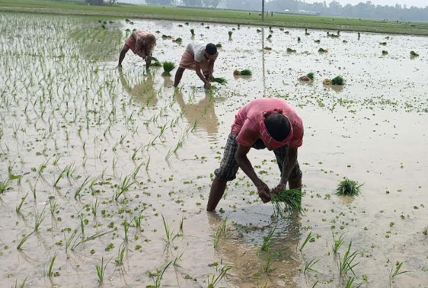 বগুড়ায় আমন চাষে বাড়তি 
খরচে চিন্তায় কৃষক
