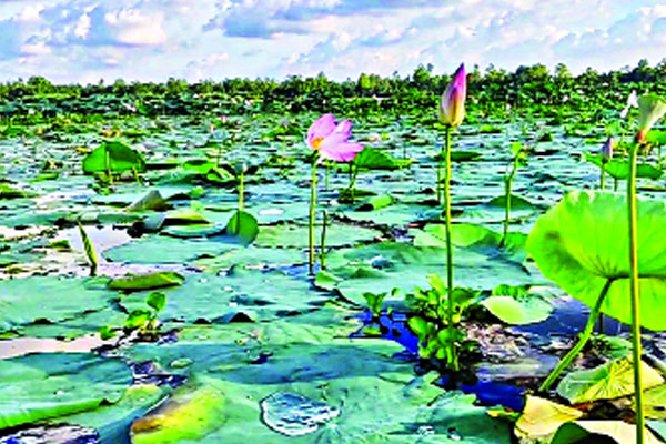 শাপলার সমারোহ বয়শা বিলে