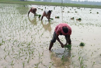 বগুড়ায় আমন চাষে বাড়তি 
খরচে চিন্তায় কৃষক