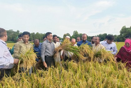 পাগলী খালে স্লুইচ গেইটে চার ফসলে হাসবে দুইশ’ বিঘা জমি