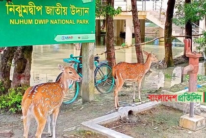 নিঝুমদ্বীপের নিম্নাঞ্চল প্লাবিত, দ্বীপের হরিণ লোকালয়ে