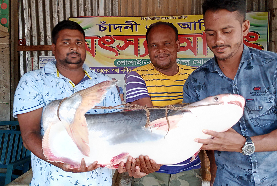 পদ্মায় জেলের জালে ১৮ কেজির পাঙ্গাস