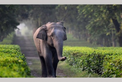 দেশে টিকে আছে মাত্র ২০০ হাতি