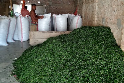 মধুখালীতে কাঁচামরিচের দাম চড়া