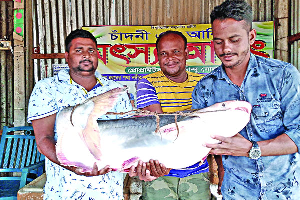 পদ্মায় ১৮ কেজির পাঙ্গাশ