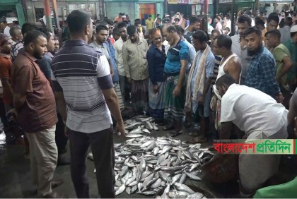 ভরা মৌসুমেও ইলিশ শূন্য বরিশাল মোকাম, ৩০ বছরে দামের রেকর্ড