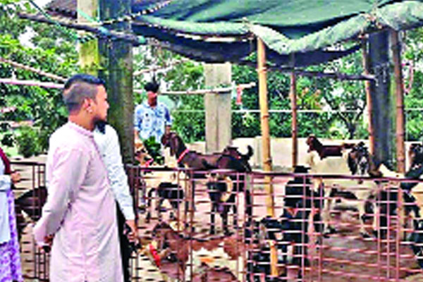 বাড়ির ছাদে খামার