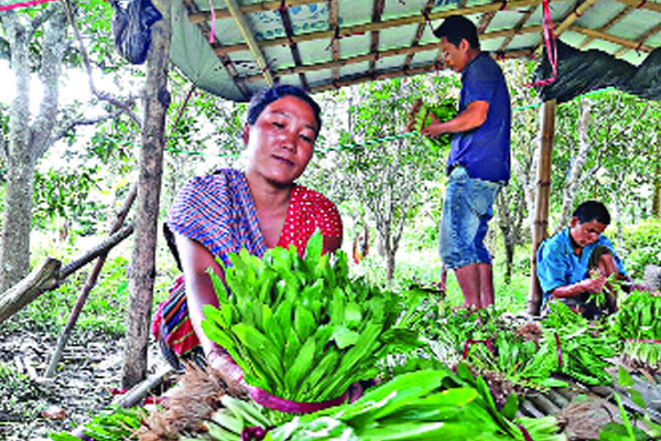 রাঙামাটিতে বিলাতি ধনিয়ার চাষ