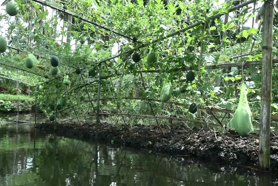 অসময়ে ভাসমান বেডে তরমুজ চাষে সাফল্য ছড়িয়ে দেয়া হচ্ছে কৃষকের মাঝে