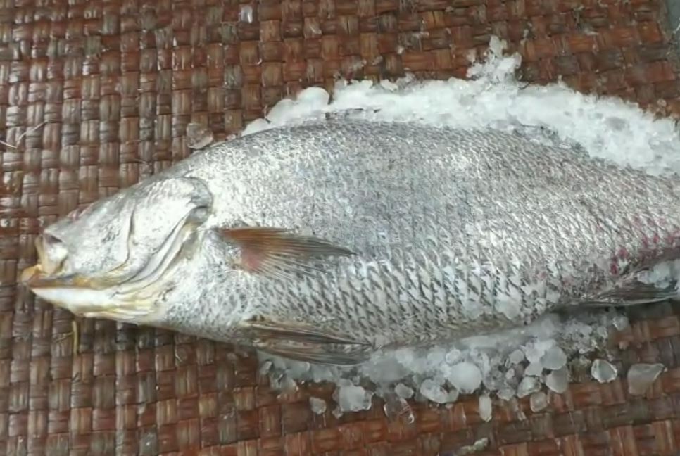 জেলেদের জালে সাড়ে ১৯ কেজি ভোল মাছ, প্রায় দুই লাখে বিক্রি