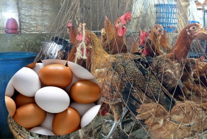 রাজশাহীতে ডিম-মুরগির দাম বেশি নেওয়ায় জরিমানা