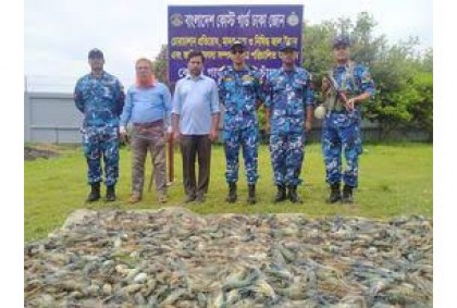 
চাঁদপুরে জেলিযুক্ত চিংড়ি জব্দ