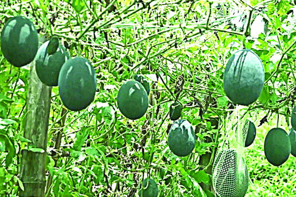 অসময়ে ভাসমান বেডে তরমুজ চাষে সাফল্য