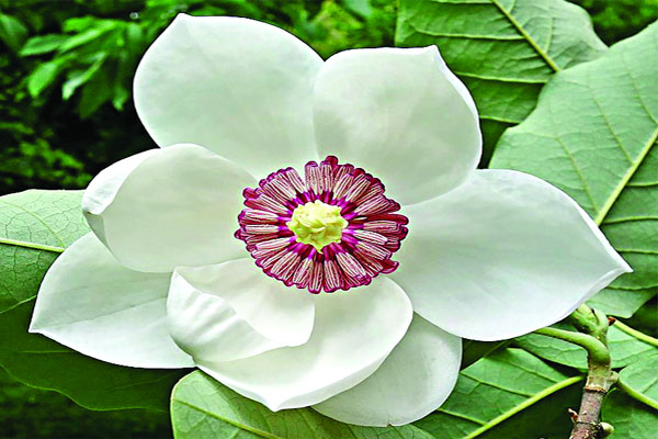 ৯৭ বছর পর দেখা মিলল হারিয়ে যাওয়া ফুলের