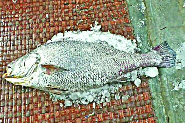জেলের জালে সাড়ে ১৯ কেজি জাবাভোল, বিক্রি ২ লাখ টাকা