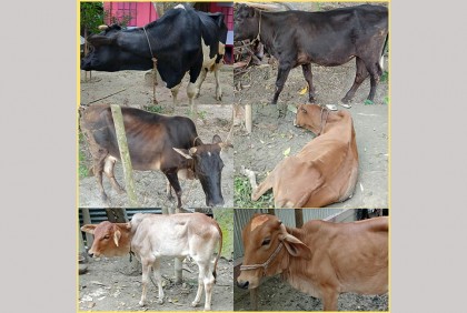 ফরিদপুরে ৬ চোরাই গরু উদ্ধার, আটক ১